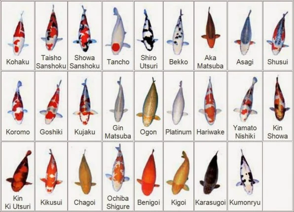 Цветные карпы кои на продажу - фото № 2