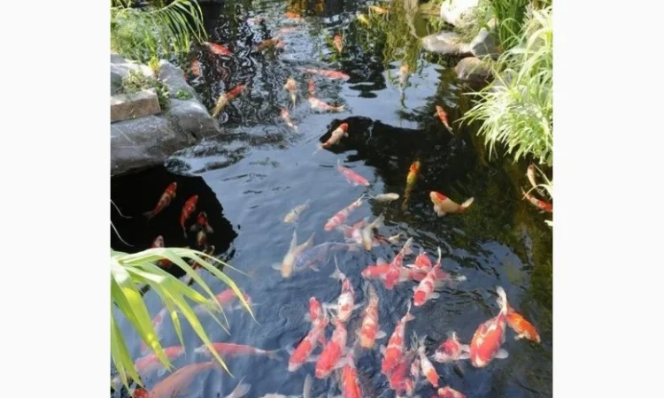 Рыбки для пруда, цветные карпы кои, купить оптом карп кои, малек карп кои, нимфеи, корм для кои - фото № 1