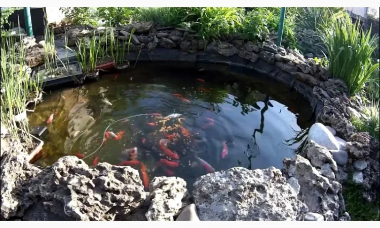 Рыбки для пруда, цветные карпы кои, купить оптом карп кои, малек карп кои, нимфеи, корм для кои - фото № 7