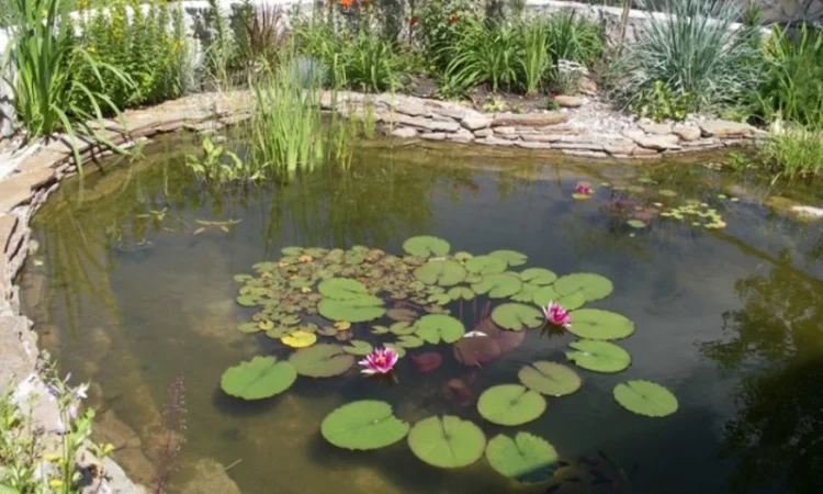 Рыбки для пруда, цветные карпы кои, купить оптом карп кои, малек карп кои, нимфеи, корм для кои - фото № 10