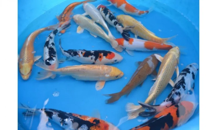 Карпы Кои для пруда - качественные японские рыбы - фото № 6