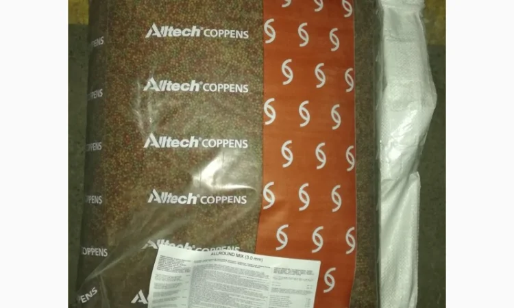 Карпы Кои для пруда - качественные японские рыбы - фото № 14