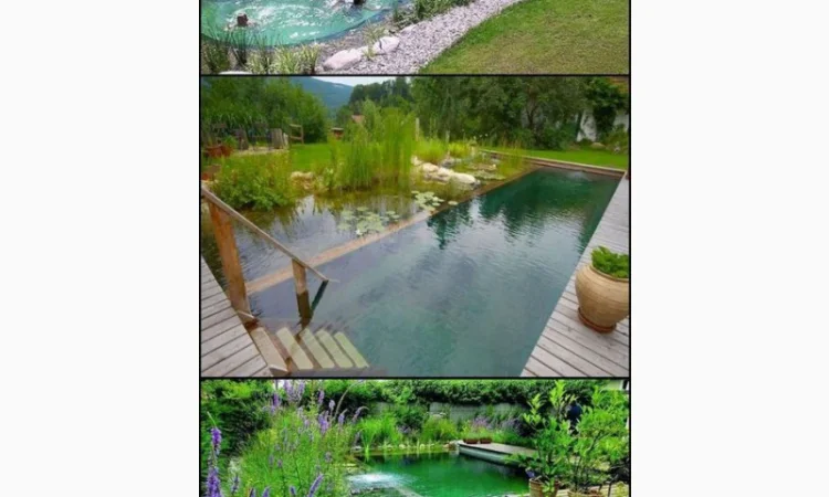 Карпы Кои Украина, рыбки для пруда, корм для кои, водные растения, пруд, аквариум, рыбоводство - фото № 1