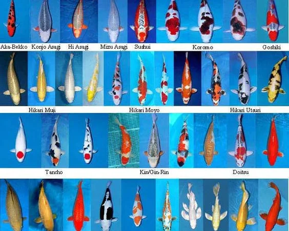 Карпы Кои Украина, рыбки для пруда, корм для кои, водные растения, пруд, аквариум, рыбоводство - фото № 2