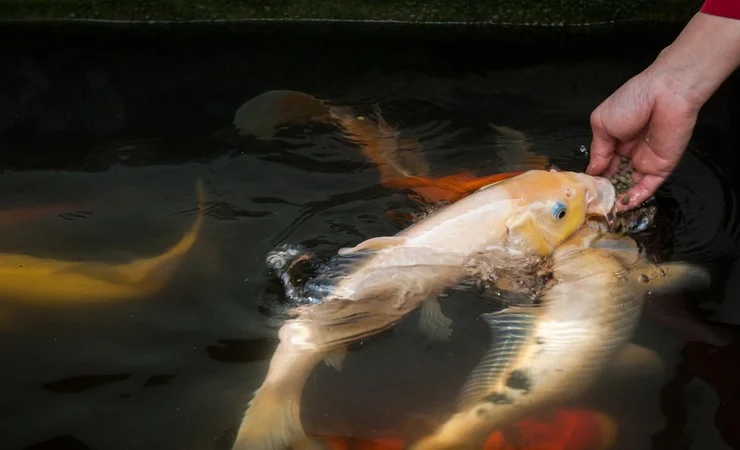 Карпы Кои Украина, рыбки для пруда, корм для кои, водные растения, пруд, аквариум, рыбоводство - фото № 3