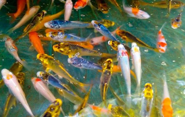 Карпы Кои Украина, рыбки для пруда, корм для кои, водные растения, пруд, аквариум, рыбоводство - фото № 9