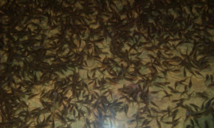 Продается зарыбок осетровых: Стерлядь-Бестер и гибриды - фото № 1