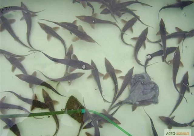 Продается зарыбок осетровых: Стерлядь-Бестер и гибриды - фото № 3