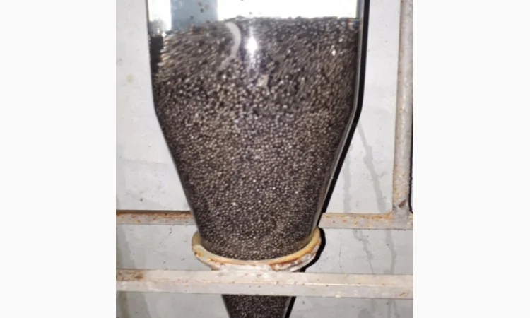 Продаж оплодотвореної ікри та мальків - фото № 2