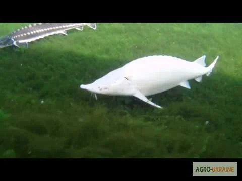 Продается малька бестера осетра - фото № 1