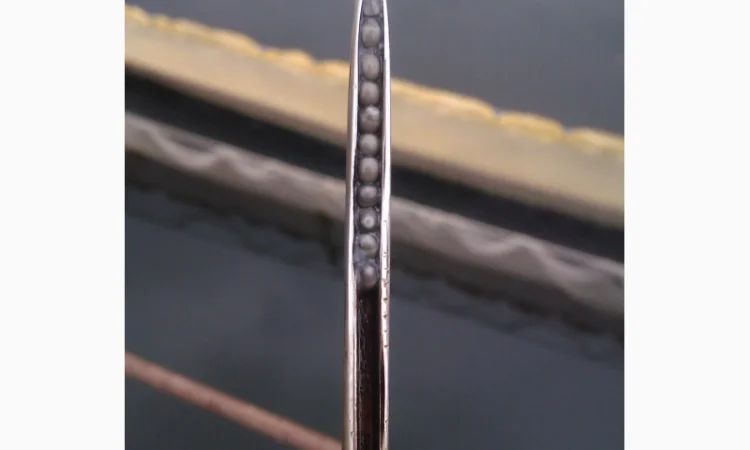 Продается малька бестера осетра - фото № 2