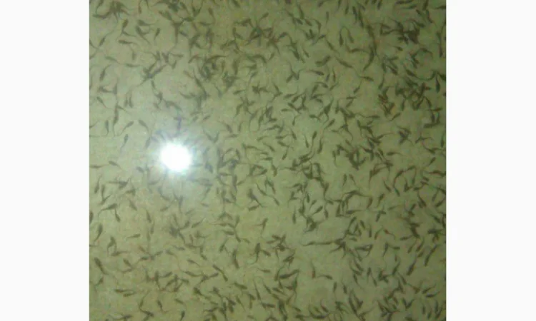 Продается малька бестера осетра - фото № 4