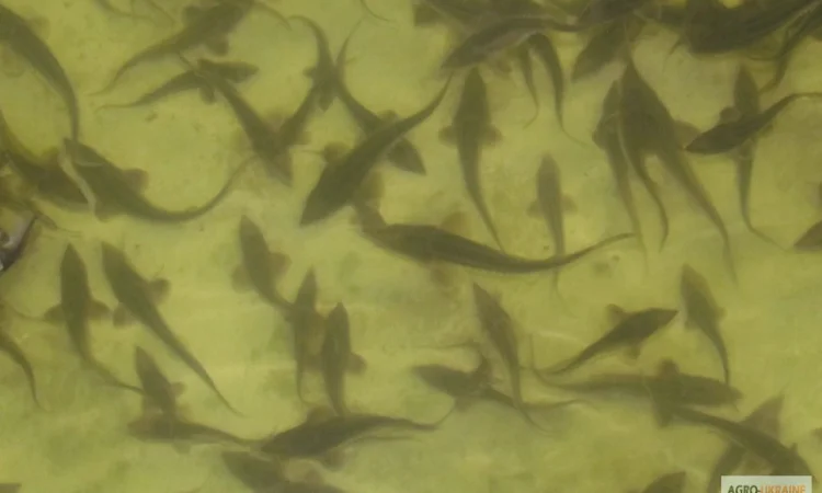 Продается малька бестера осетра - фото № 6