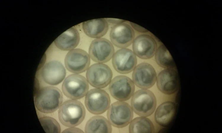 Продается малька бестера осетра - фото № 7