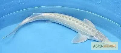 Продается малька бестера осетра - фото № 8