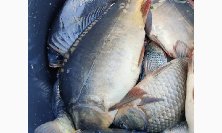 Продам мальок однорічка дворічка :Судак, лящь, окунь - фото № 1