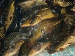 Продам мальок однорічка дворічка :Судак, лящь, окунь - фото № 2