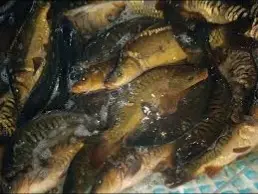 Продам мальок однорічка дворічка :Судак, лящь, окунь - фото № 2
