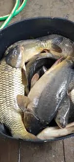 Продам мальок однорічка дворічка :Судак, лящь, окунь - фото № 3