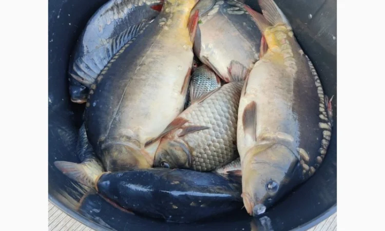 Пропонуємо живу рибу малька з власних ставків - фото № 2