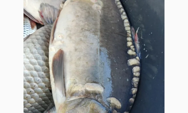 Пропонуємо живу рибу малька з власних ставків - фото № 3