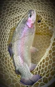 Пропонуємо живу рибу малька :Сом, товстолобий, білий амур, карась - фото № 1