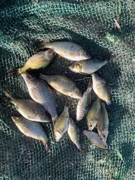 Продам мальок ставковой риби однорічку та двох річку - фото № 1