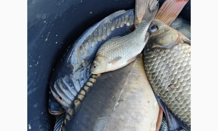 Пропонуємо придбати з доставкою живу рибу малька - фото № 2