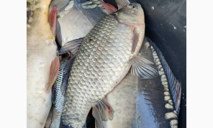 Пропонуємо придбати з доставкою живу рибу малька - фото № 3