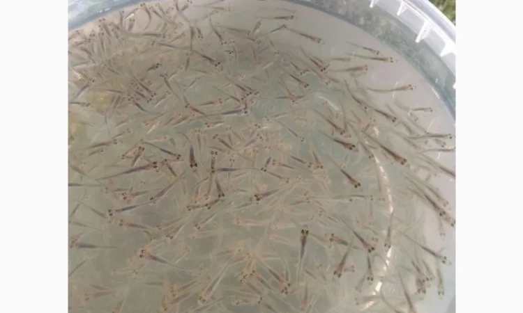 Пропонується мальок судака 3 см - фото № 1