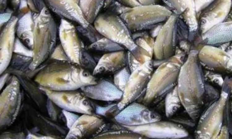 Продается зарибок коропа однолетки - фото № 1