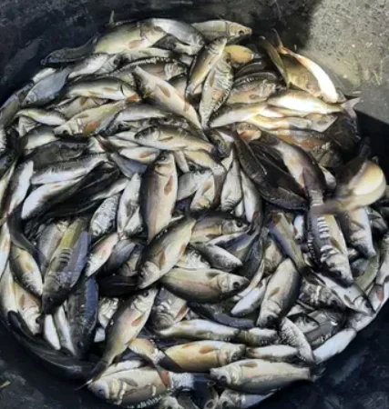 Продаж малька карпа та інших видів риби - фото № 1