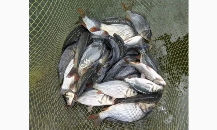 Зарибок цьогорічна: короп, товстолобик, карась - фото № 1