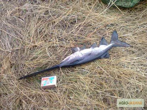 Продаются зарыбок осетровых и веслоноса - фото № 1