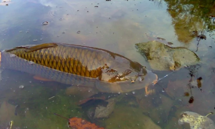 Зариблення різних видів риби в Харкові - фото № 1