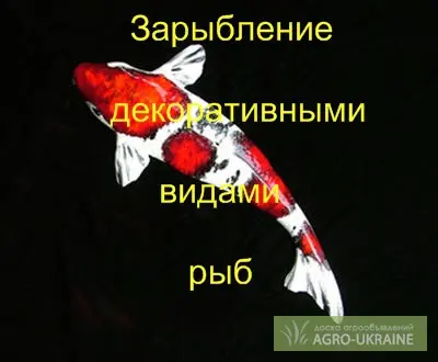Зарыбление декоративной рыбой - фото № 1