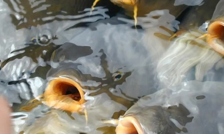 Зарыбление водоемов в Харькове - фото № 1