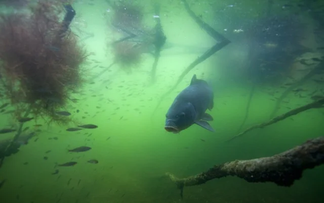 Зарыбление личинкой различных видов рыб - фото № 1