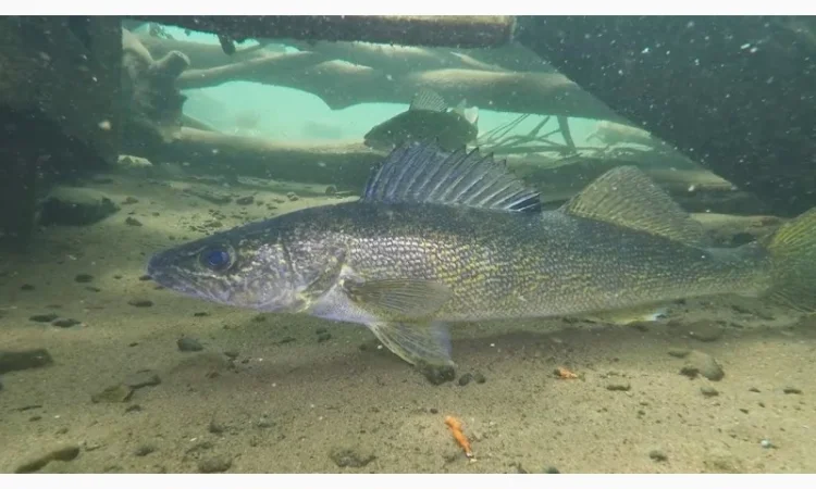 Зарыбление прудов судаком - фото № 1