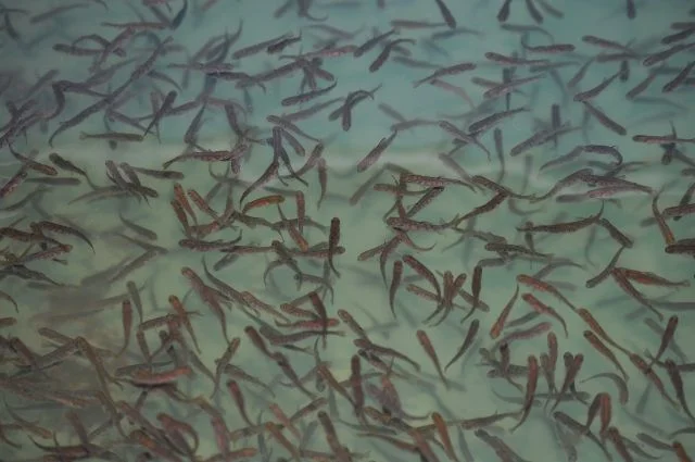 Зарыбление водоемов подрощенной личинкой карпа - фото № 1