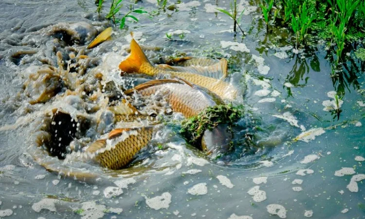 Весняне зариблення водойм у Харкові - фото № 1