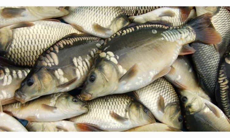 Карп личинка последний выклев - фото № 1