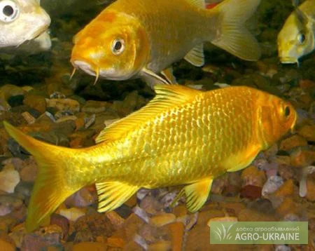 Годовик цветного карпа - фото № 1