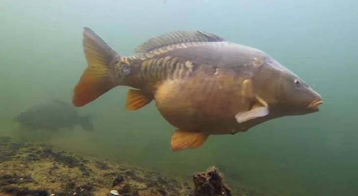 Карп для зарыбления - фото № 1