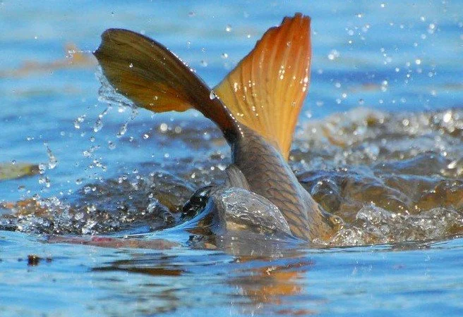 Малек карпа реальное зарыбление - фото № 1