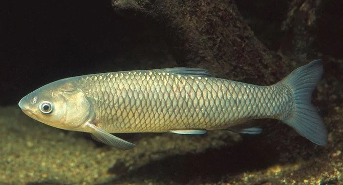 Продам малька Белого Амура - фото № 1