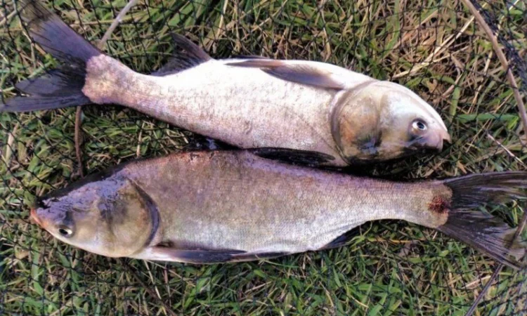 Продам малька товстолоба, коропа, щуки - фото № 1