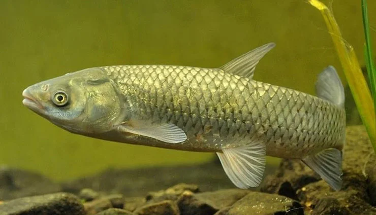 Продам Белого Амура для зарыбления прудов и водоемов - фото № 1