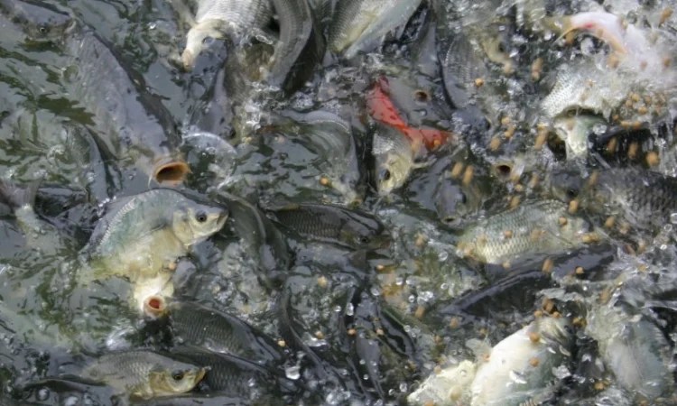 Продам трех дневную личинку карпа, толстолобика, амура - фото № 1