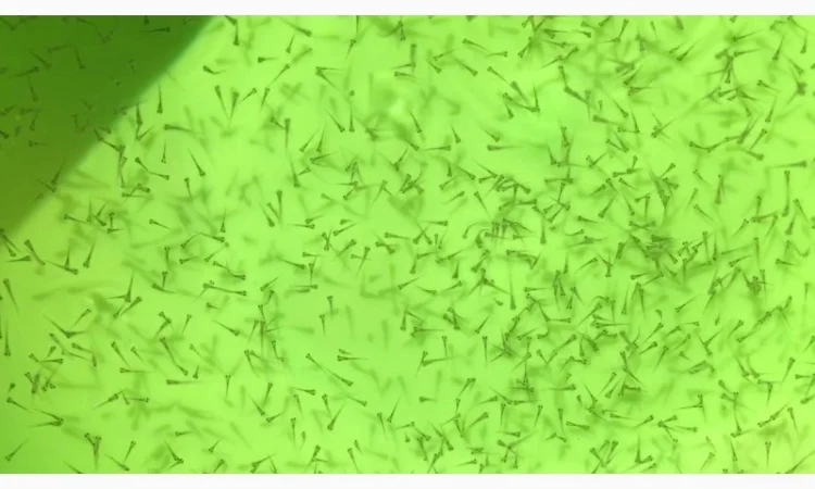 Зарыбление личинкой в весеннее летний сезон - фото № 1